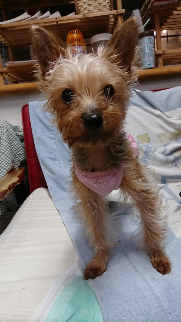 【運命の赤い糸見～つけた💓ヨークシャーテリアのマリーちゃん💕】